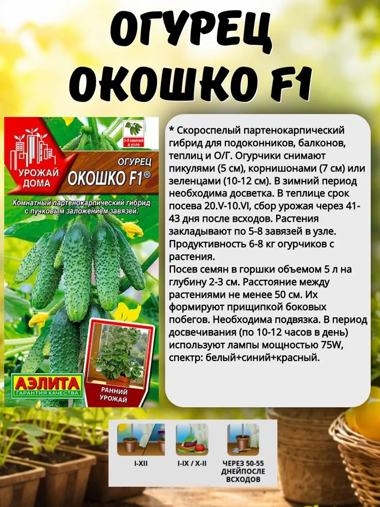 Семена огурцов самоопыляемые, Огурец Окошко , для подоконника и балкона, Аэлита, вариант, фото 2