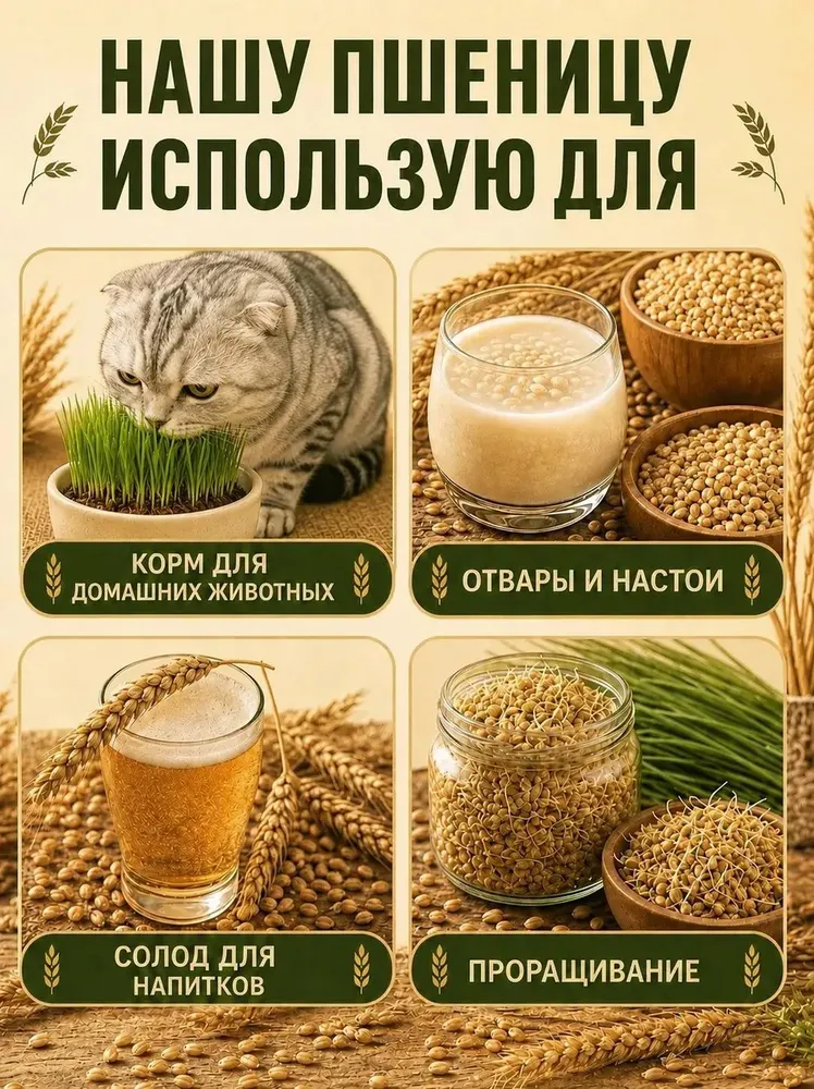 Пшеница 1 кг для проращивания, зерно для микро зелени, Урожай 2025 ГОДА!, 1 кг, фото 5
