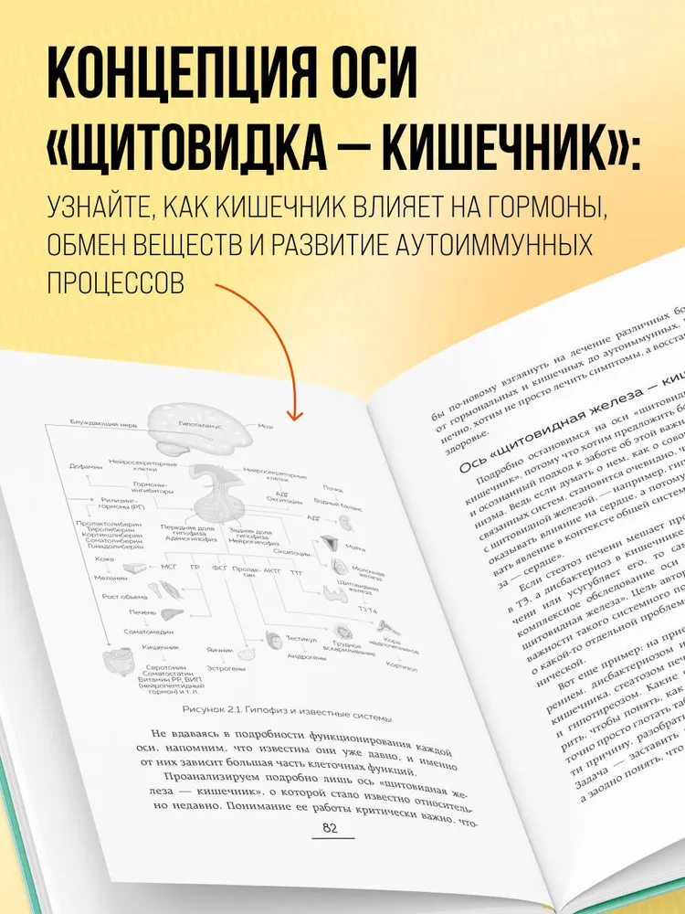 Ось щитовидка - кишечник. Как вылечить щитовидную железу, улучшив состояние кишечной микробиоты, вариант, фото 3
