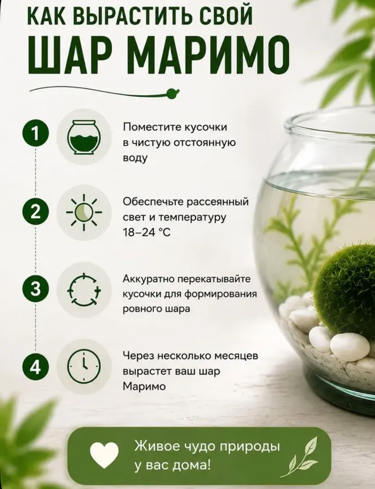 Кладофора Маримо 3 шт набор для выращивания шара Маримо Живые водоросли для аквариума и декора, 3 шт, фото 2