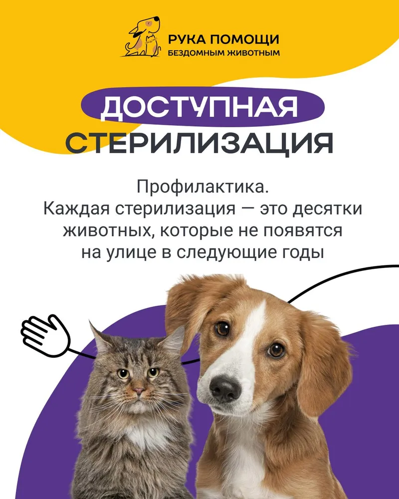 Благотворительный сертификат фонда "Рука помощи бездомным животным", вариант, фото 5