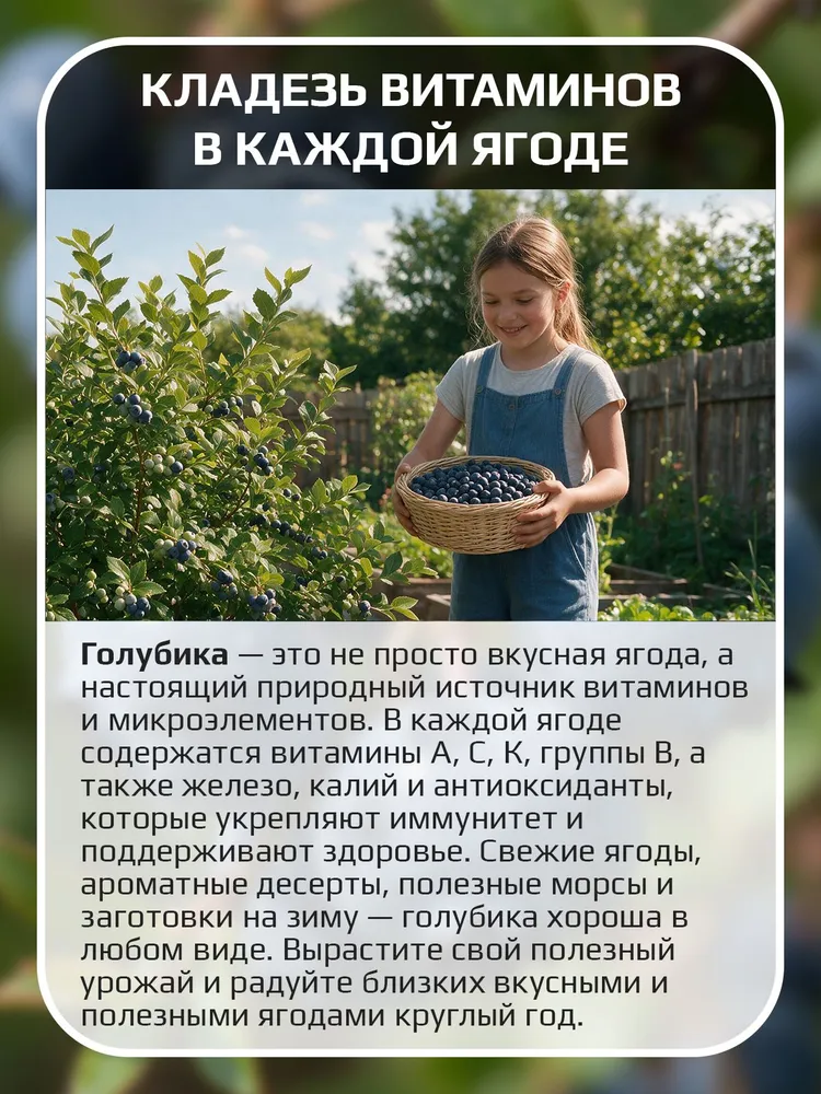 Голубика Дюк саженец, голубой, фото 3
