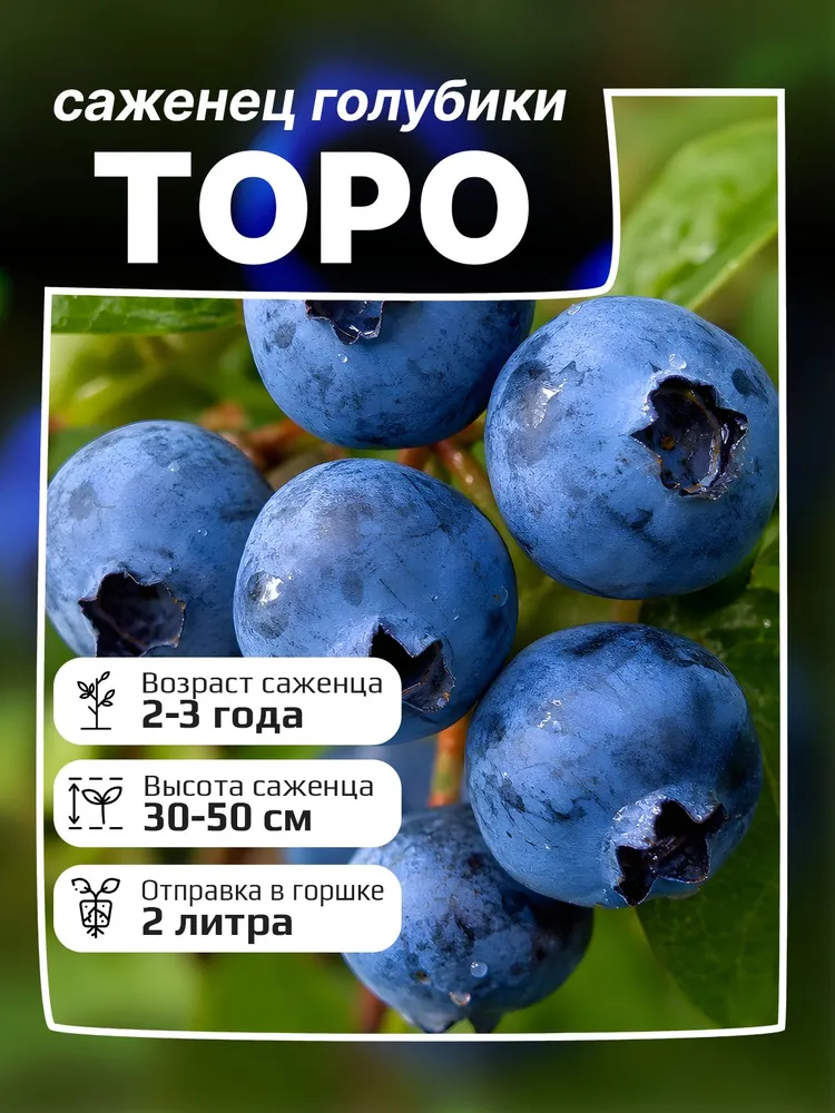 Голубика Торо саженцы, голубой