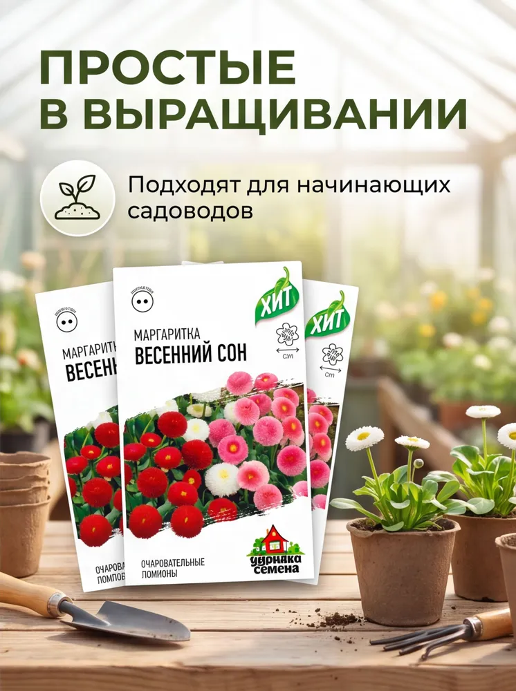 Семена цветов многолетних для сада и дачи Маргаритка помпонная Весенний сон 0,01г, 3 упаковки., 0,01 г, фото 4