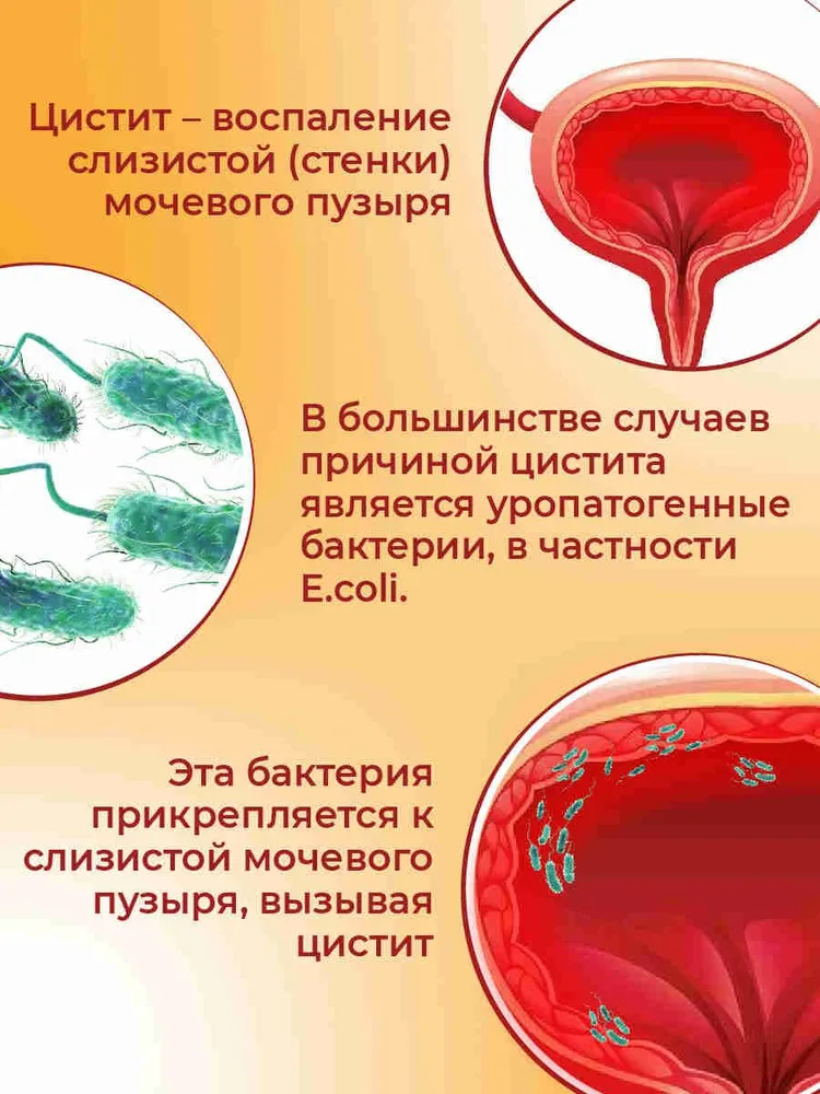 Урактив Баланс капсулы массой 868 мг № 20, вариант, фото 2