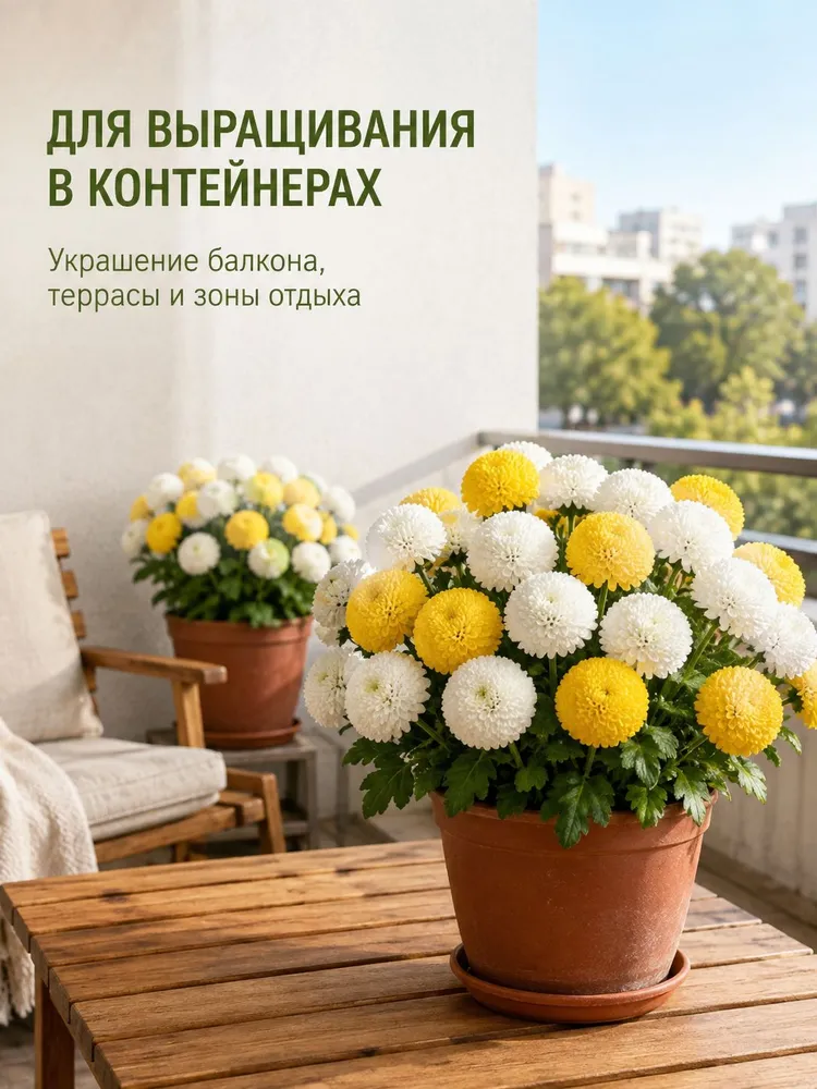 Семена хризантемы для пинг-понга,200 шт, 200 шт, фото 5