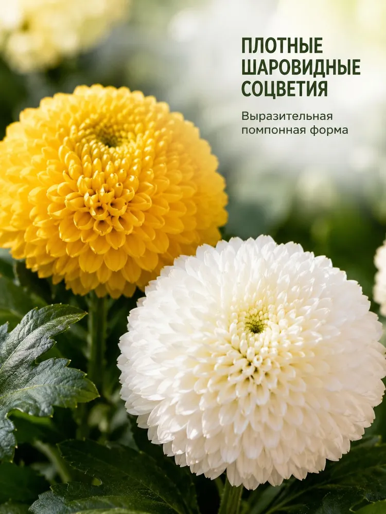 Семена хризантемы для пинг-понга,200 шт, 200 шт, фото 2