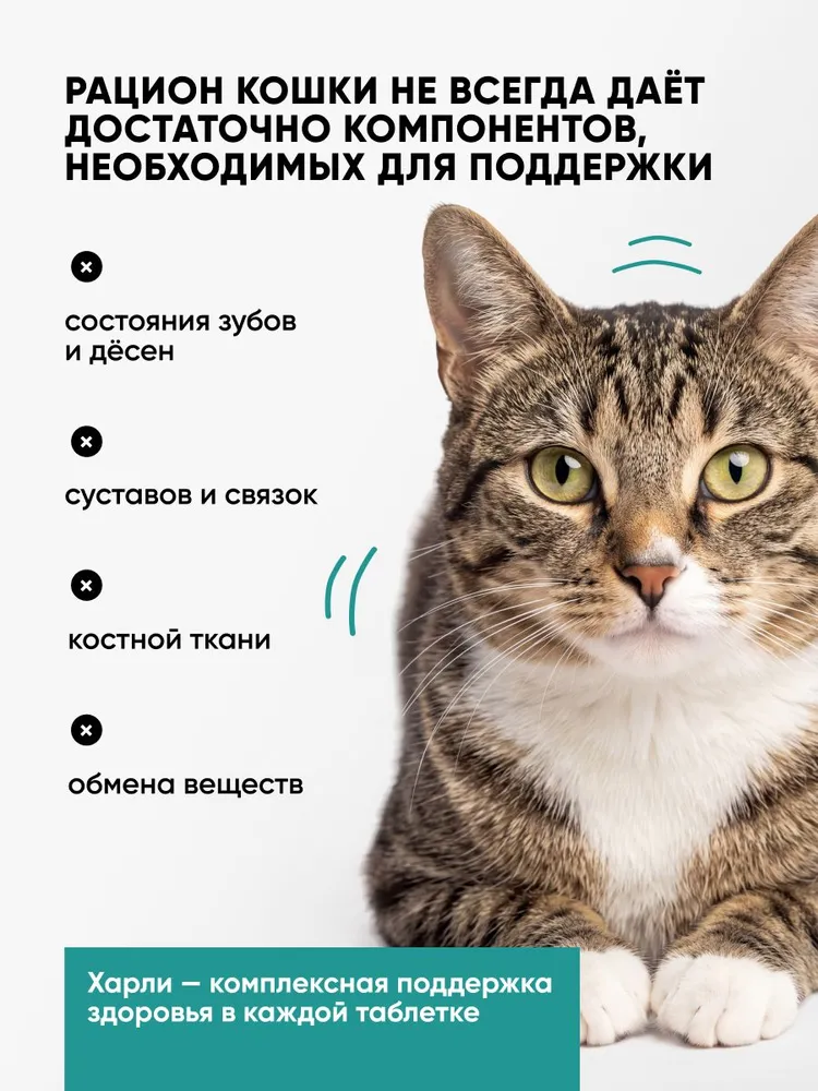 Витамины для зубов и костей кошек и котят HARLY, добавка с кальцием, таурином и коллагеном, для здоровья десен, 100 таблеток, вариант, фото 2