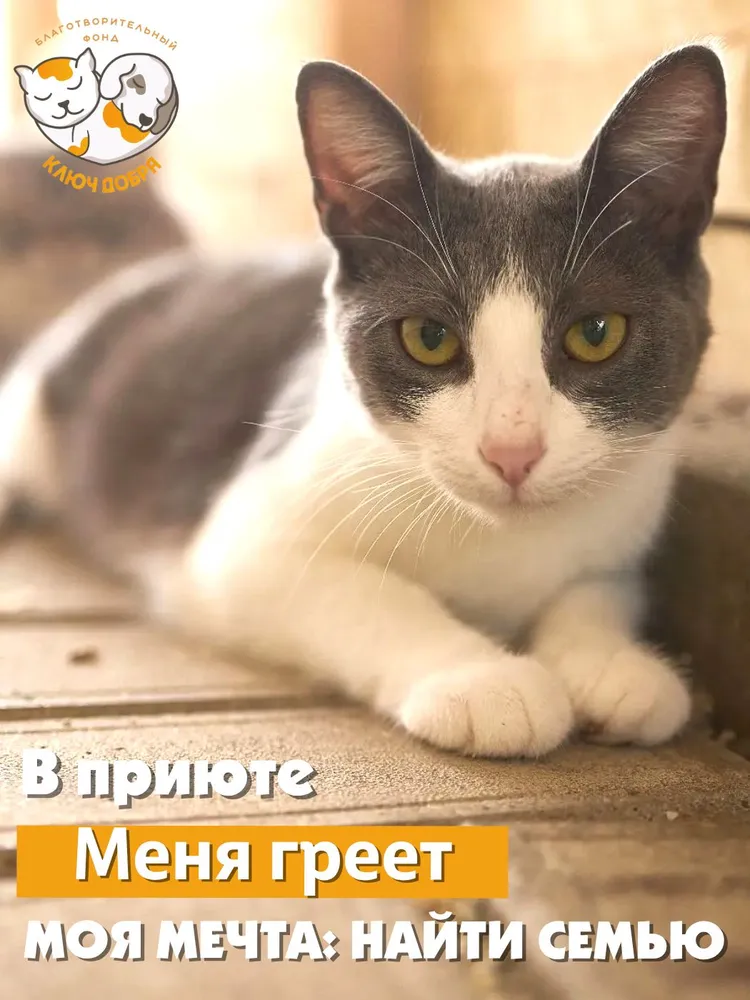 Помочь кошке Мышке найти дом, вариант