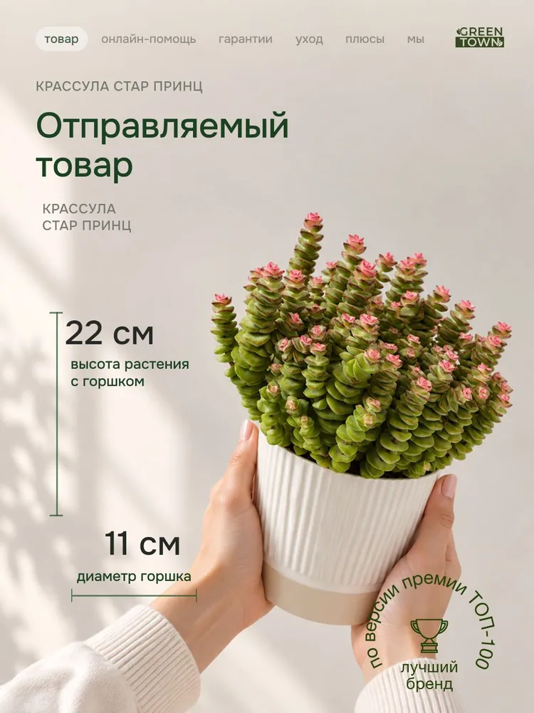 Крассула Стар Принс Джин саженец живого растения 1 штука, вариант, фото 2
