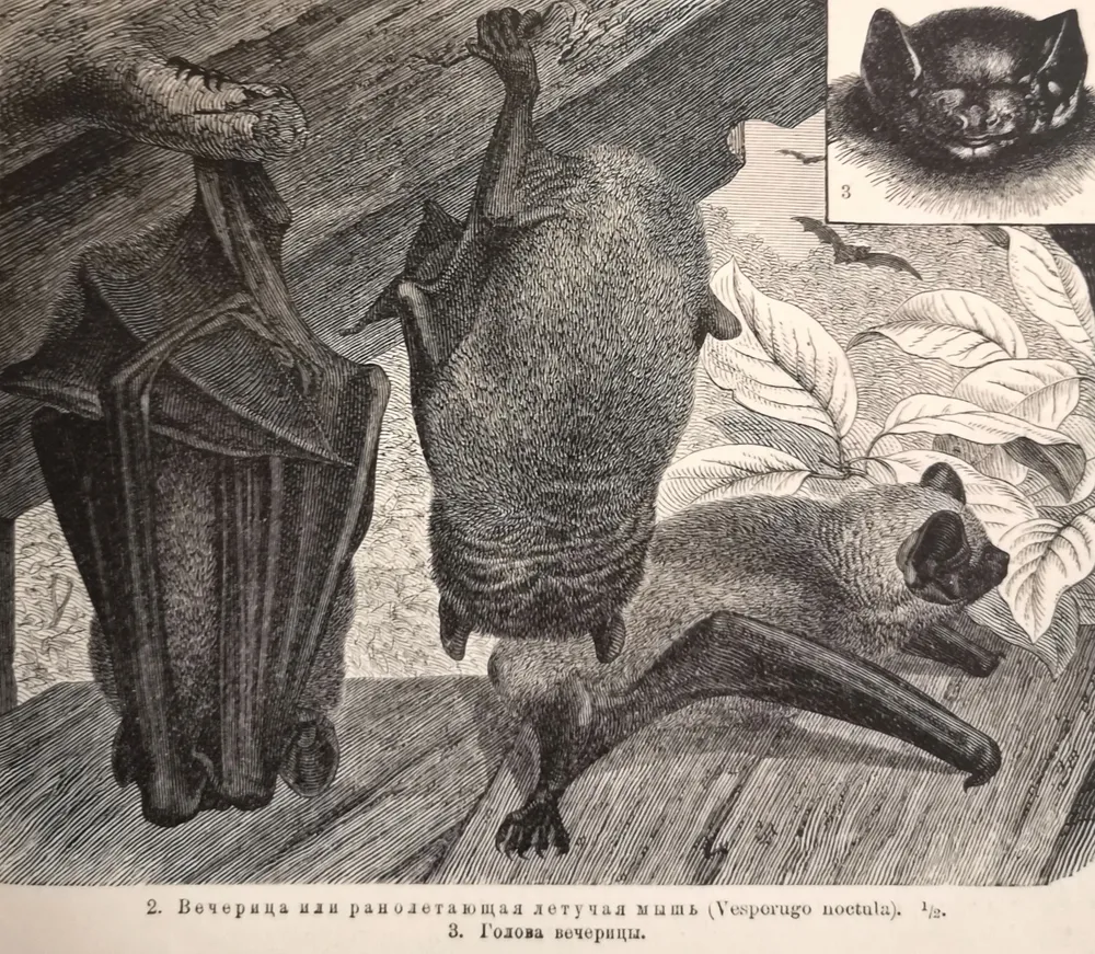 Рукокрылые. Антикварная гравюра, старинная иллюстрация. Летучая мышь, Летучая собака. Хироптерология. Фауна, Животные. Россия, 1904 год, вариант, фото 3