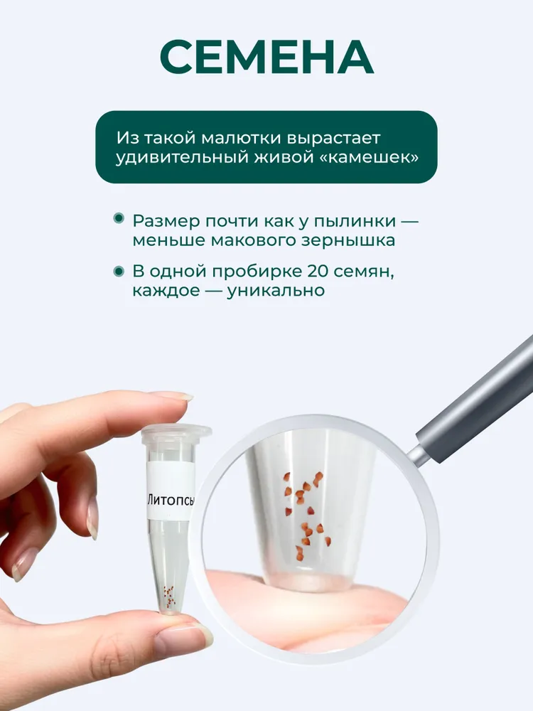 Набор для выращивания растений Литопсы Живые камни, вариант, фото 5