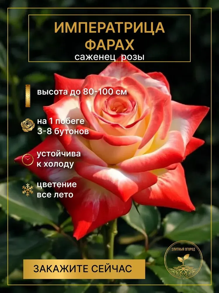 Роза Императрица Фарах чайно-гибридная, вариант