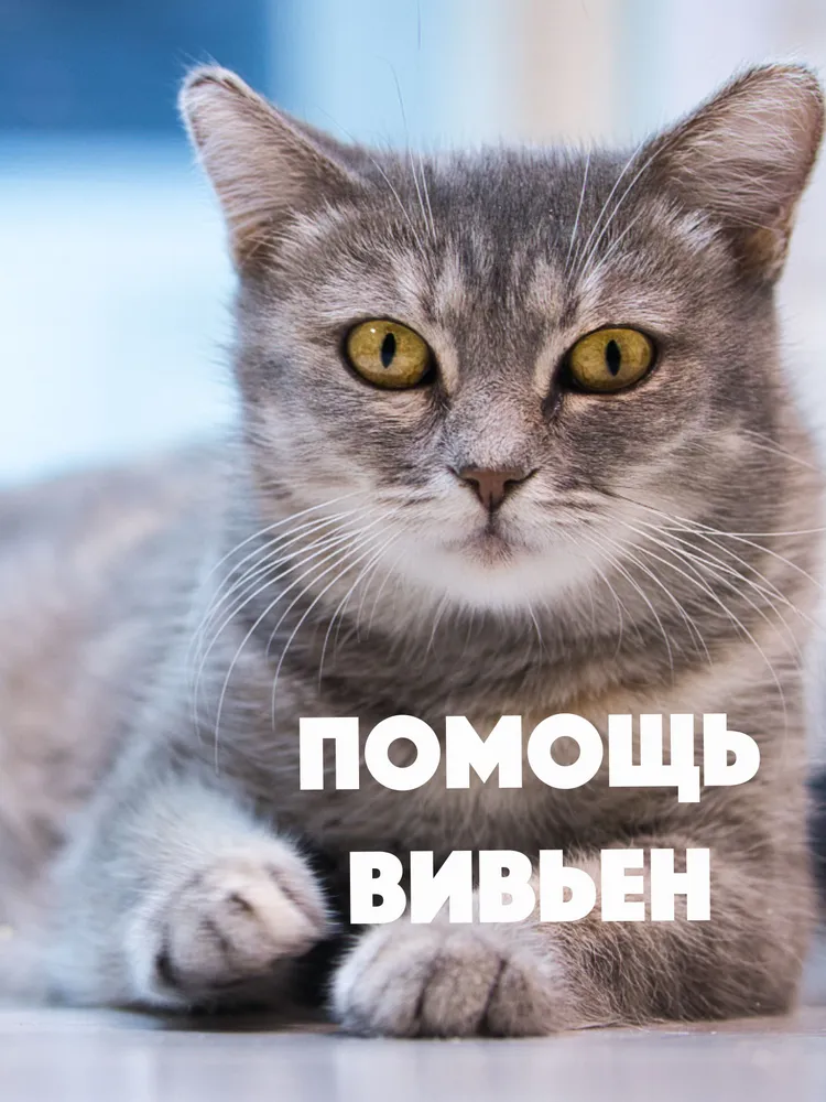 Помочь Вивьен найти дом, вариант