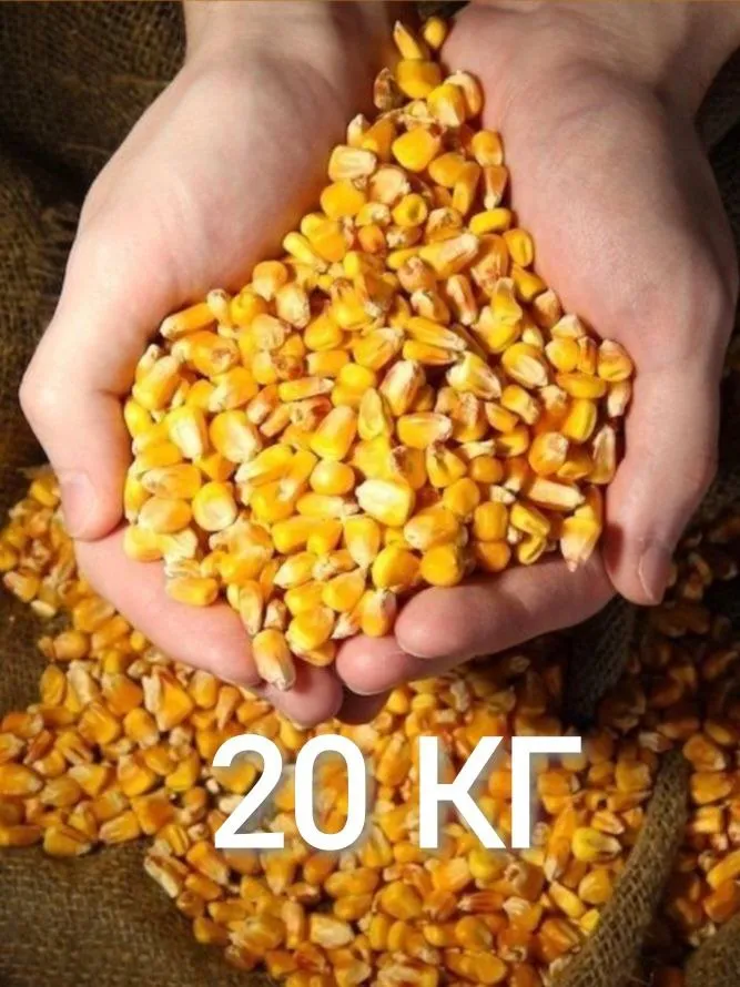 Кукуруза кормовая 20 кг, 20 кг