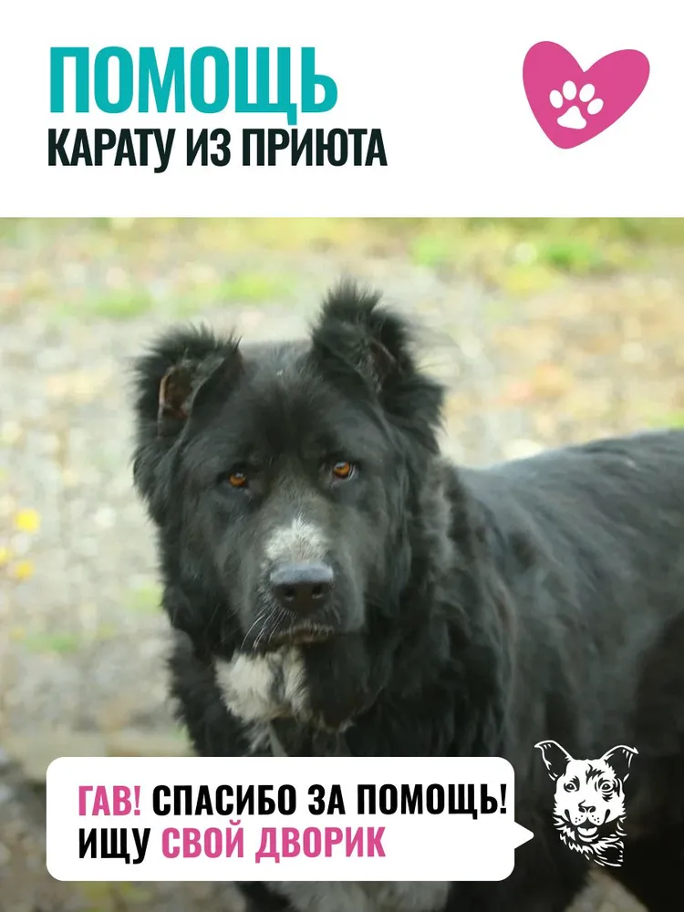Помочь Карату найти дом, вариант