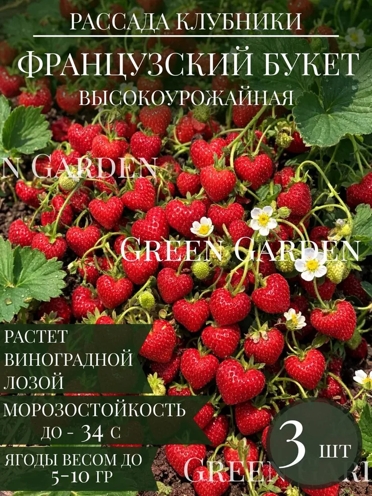 Рассада Клубники Французский Букет 3 шт, 3 шт