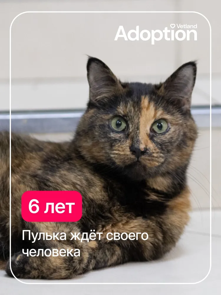 Помочь Пульке найти дом, вариант, фото 6