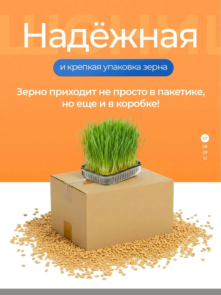 Пшеница цельная для проращивания, 1кг, 1 кг, фото 2