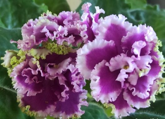 Арық қызды есектің ішіне кіргізді Қыздар қалай үлкен зәр шығарады