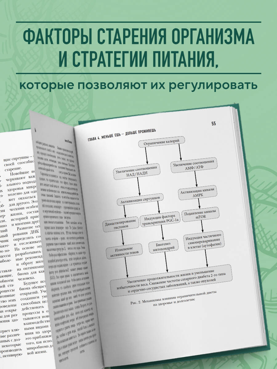 Кишечник долгожителя. 7 принципов диеты, замедляющей старение. 3-е издание | Longevity Gut: 7 Dietary Principles to Slow Aging – 3rd Edition - Ozon image 1