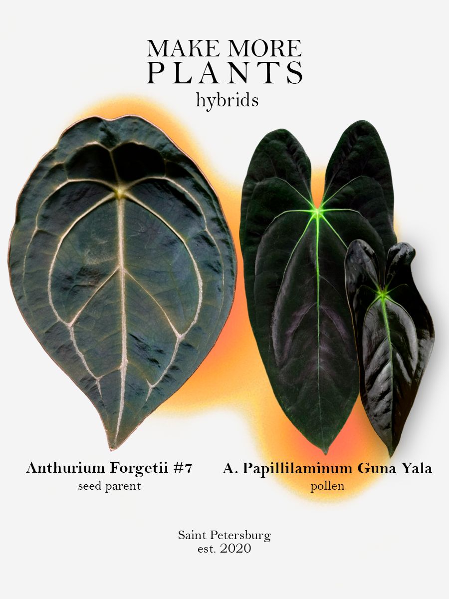 Антуриум Forgetii #7 x Papillilaminum Guna Yala от Make More