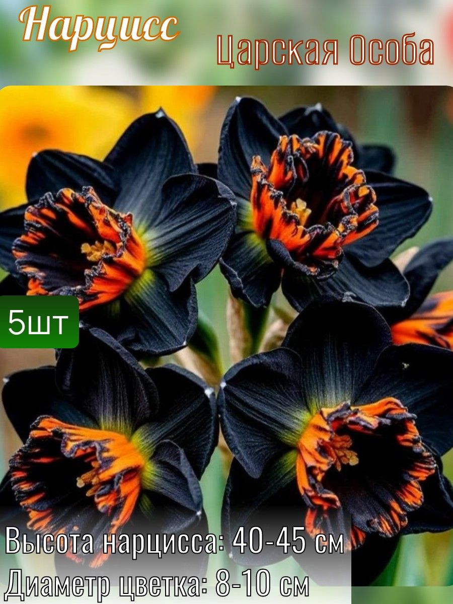 Нарциссымноголетние,луковицы5штук