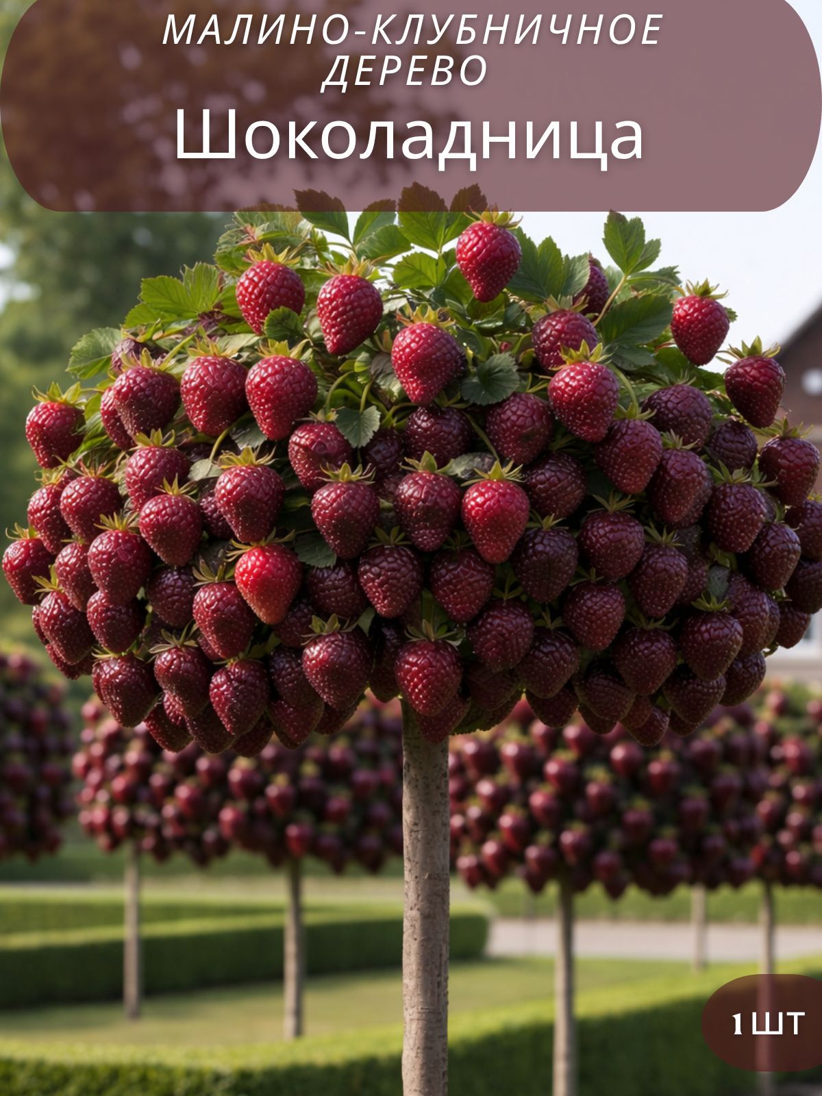 Малино-КлубничноедеревоШоколадница,саженец,1шт