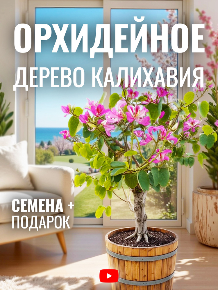 Орхидейное дерево Калихавия, Семена, 5 шт, комнатное растение, цветы напоминают орхидею #1