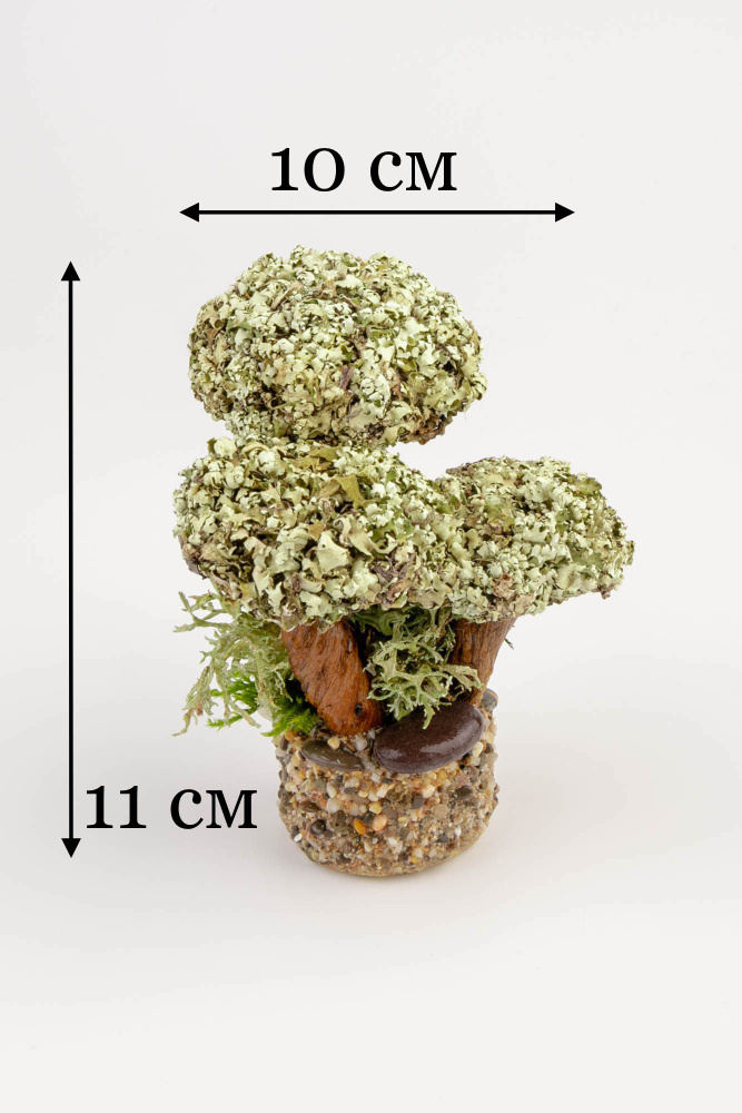 Живое дерево из исландского мха цетрария "Трио" 11 см #1