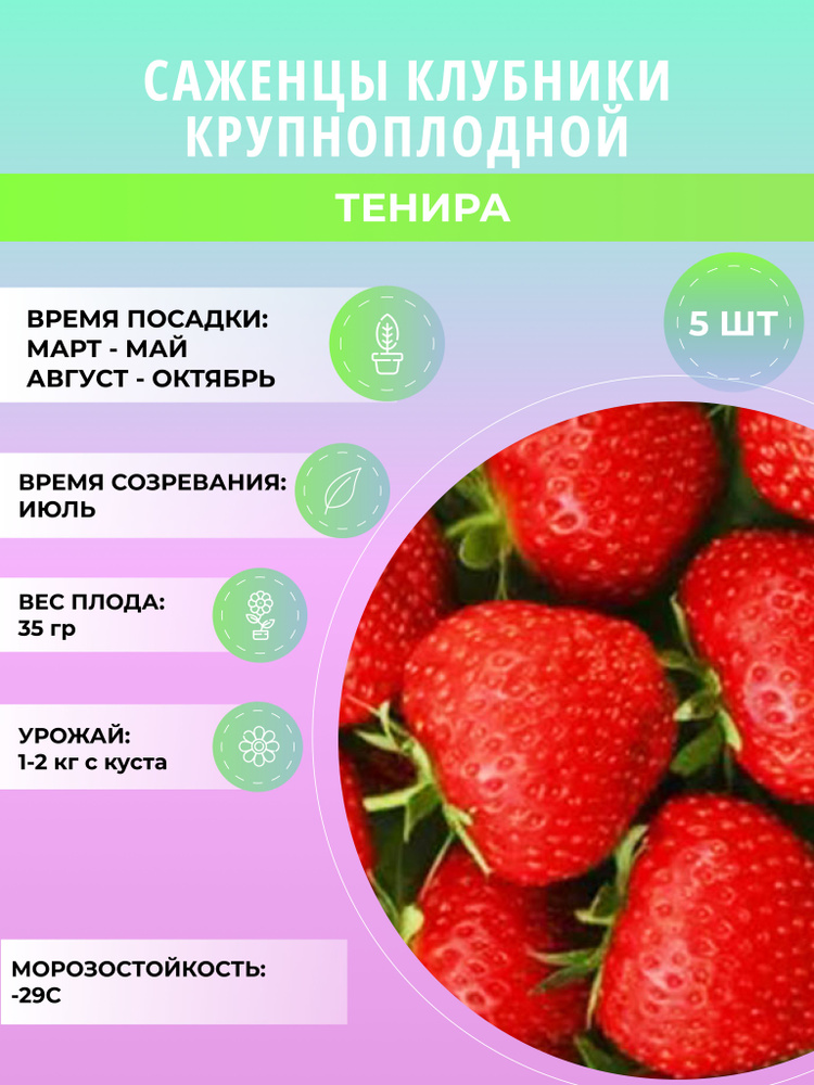 Клубника Тенира саженцы, крупноплодная и ремонтантная, ягодные кусты 5 шт  #1