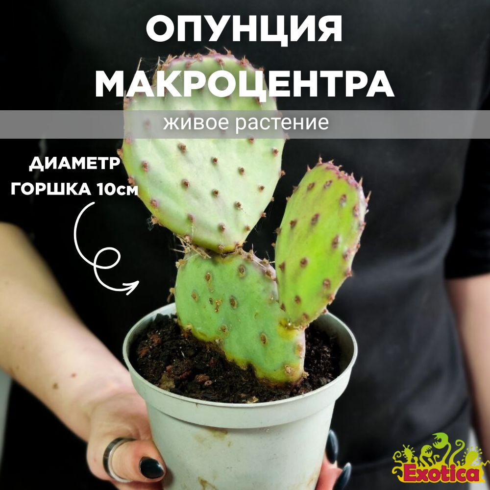 Пурпурная Опунция Макроцентра (Opuntia Macrocentra) D10см #1