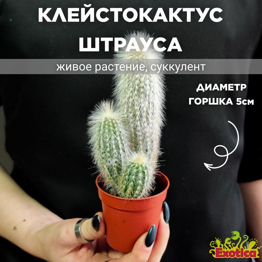 Кактус Клейстокактус Штрауса (Cleistocactus Strausii) D5см #1