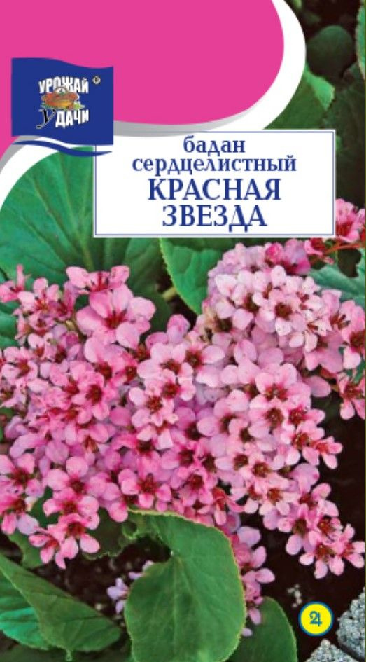 Бадан сердцелистный КРАСНАЯ ЗВЕЗДА (Семена УРОЖАЙ УДАЧИ, 0,01 г семян в упаковке)  #1