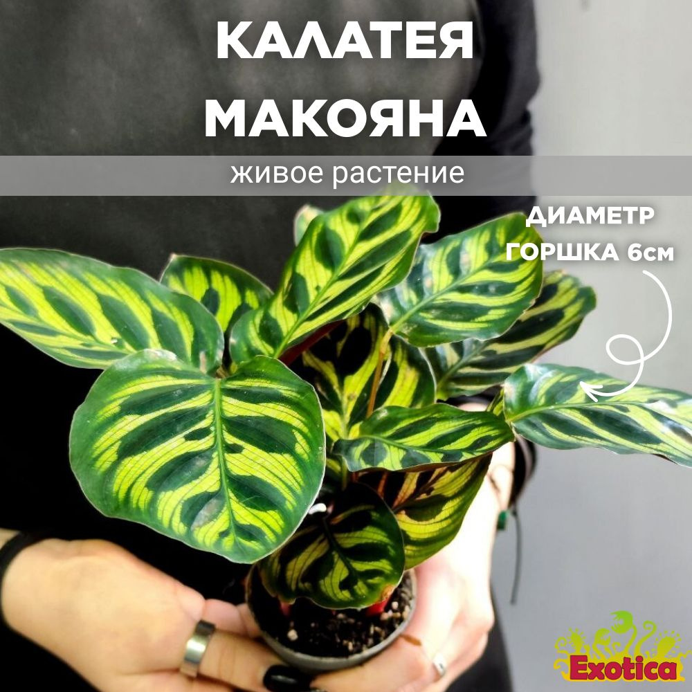 Калатея Макояна (Calathea Makoyana) D6см #1