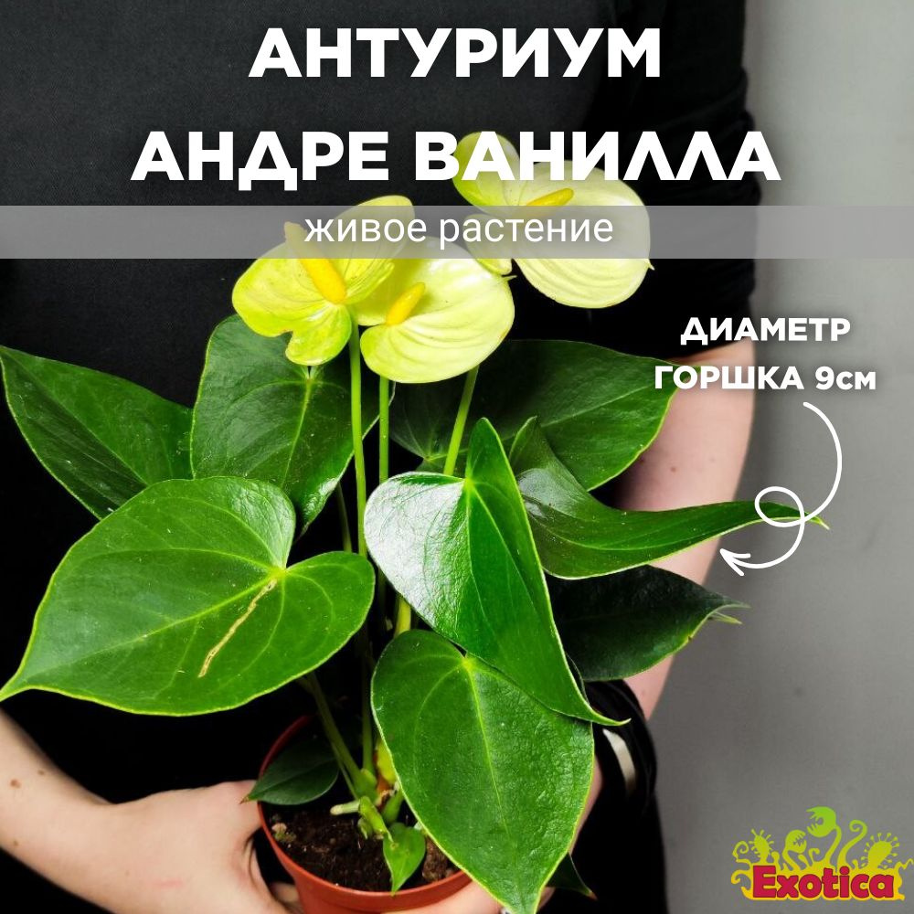 Антуриум Exotica Anthurium Аndraeanum Vanilla, 9 дм, 1 шт - купить по  выгодной цене в интернет-магазине OZON (1025296748)