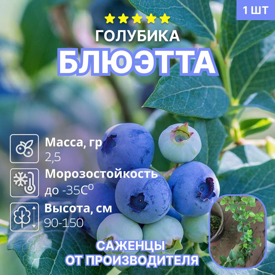 Голубика Блюэтта (Bluetta) #1