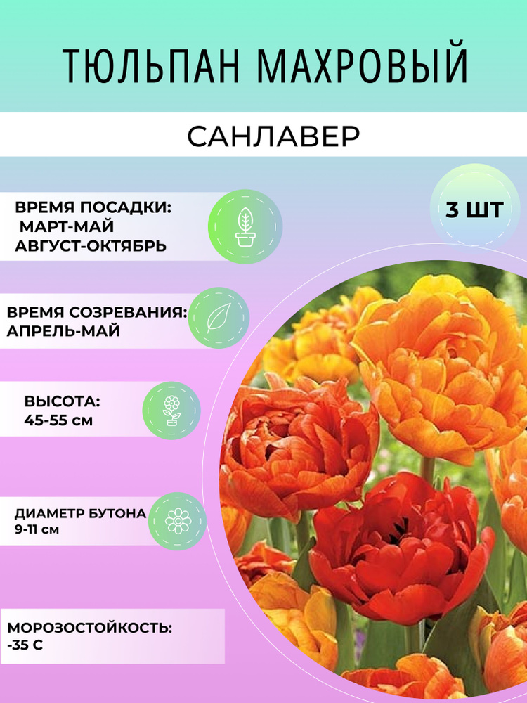 Луковицы тюльпана Санловер махровый 3 шт, многолетние цветы для сада и дачи  #1