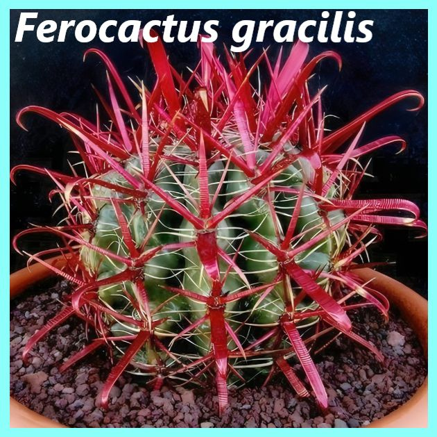 Ферокактус Грацилис (отборная колючка)- Ferocactus gracilis (S) select spination - 5 шт.  #1