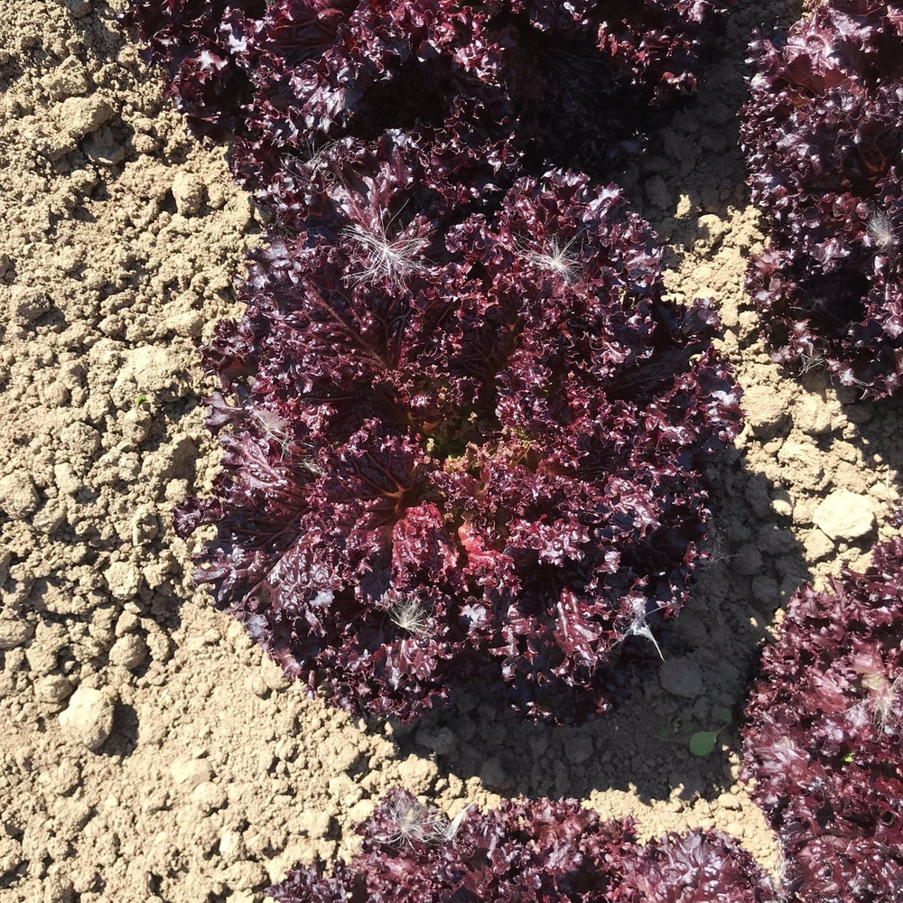 Сенсибель семена салата листового, 10 шт.Драже (Rijk Zwaan / ALEXAGRO). Высокоурожайный гибрид для открытого #1