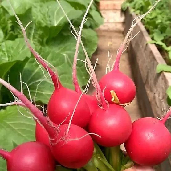 Черриэт F1 семена редиса раннего, 5 гр. (Sakata / ALEXAGRO). Высокоурожайный гибрид для открытого грунта #1