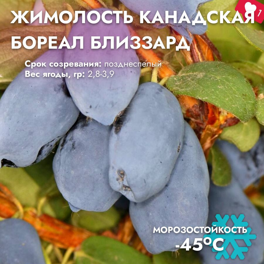 Жимолость канадская Бореал Близзард #1