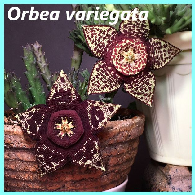 Семена Стапелия, Орбея пестрая - Orbea variegata (2 шт.) #1