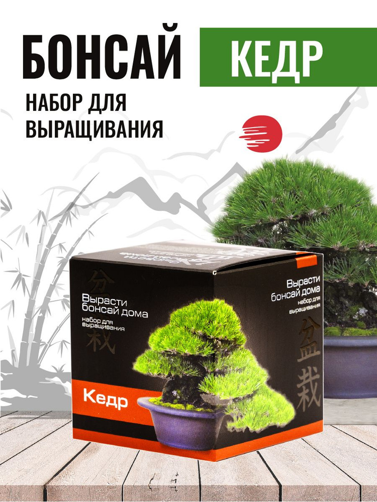 Как вырастить голубую ель из семян? | Растения, Черенки растений, Голубая ель