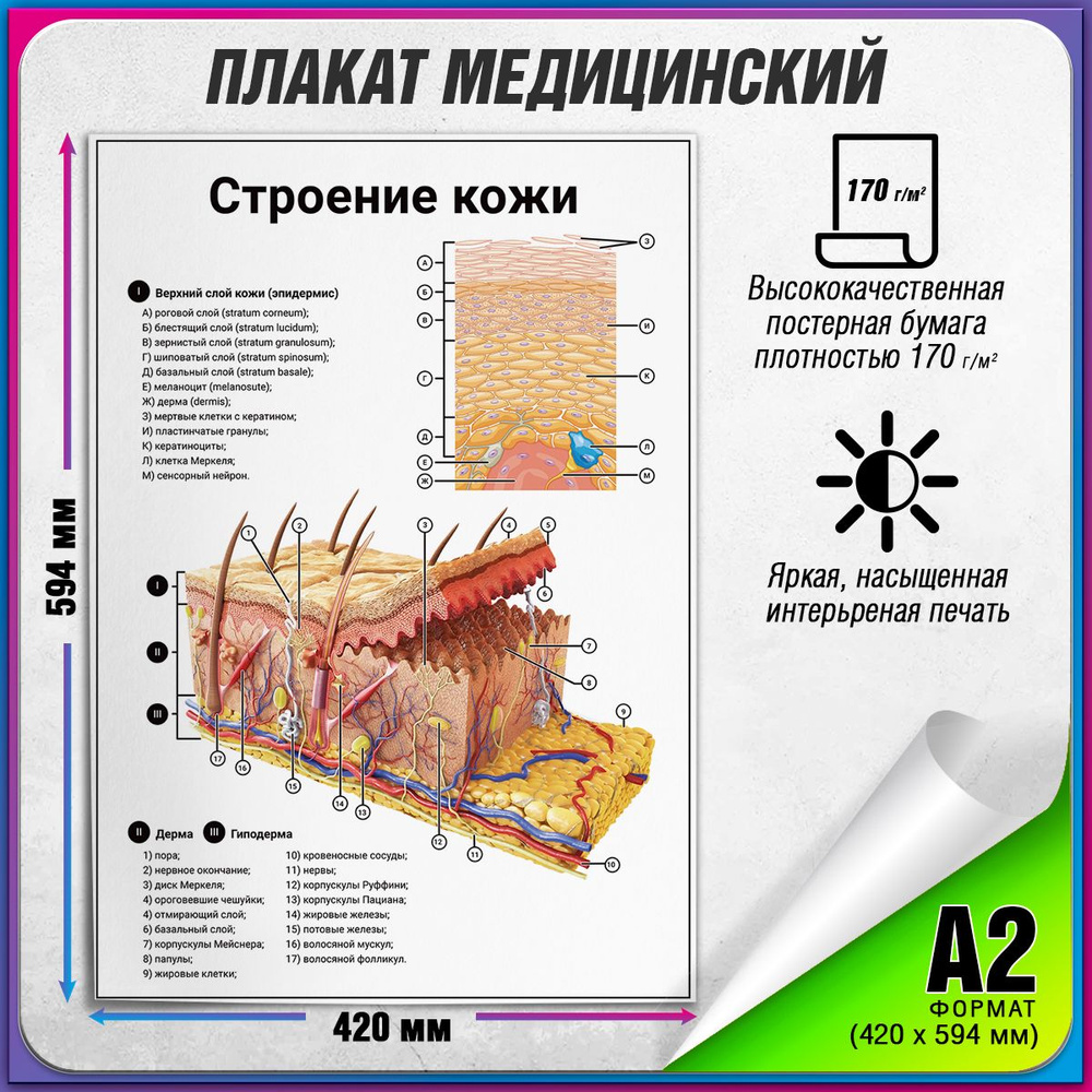 Информационный медицинский плакат "Строение кожи" / А-2 (42x60 см.)  #1