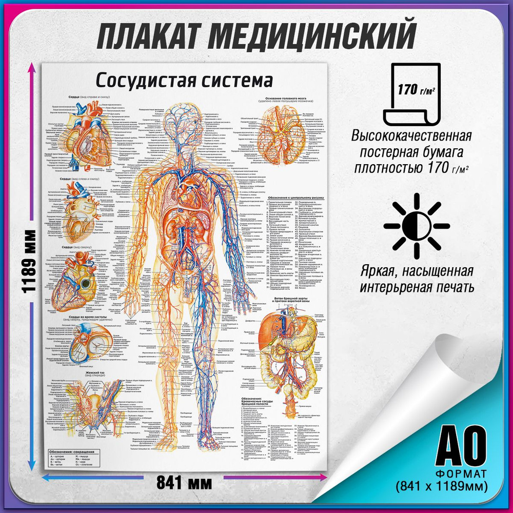 Информационный медицинский плакат "Сосудистая система человека" / А-0 (84x119 см.)  #1