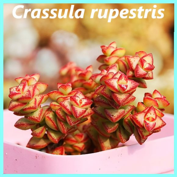 Семена Крассула - Crassula rupestris ( 10 шт.), суккуленты. #1