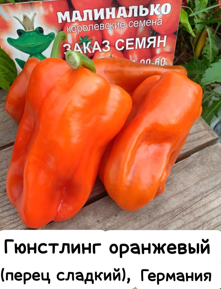 Гюнстлинг оранжевый (G nstling orange), Германия, перец сладкий  #1