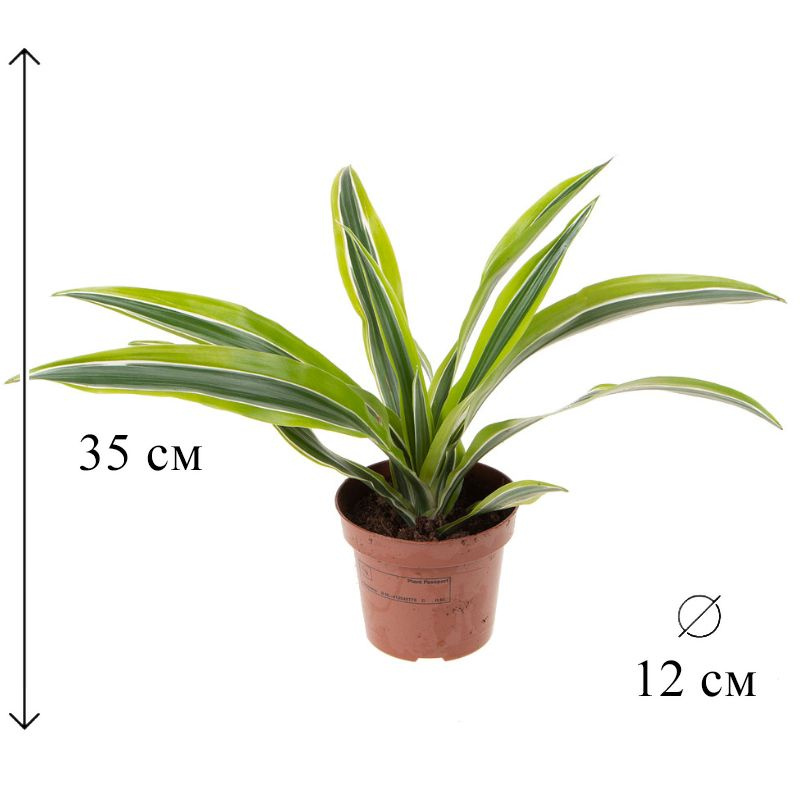 Драцена Лемон Лайм 12/35 CF #1