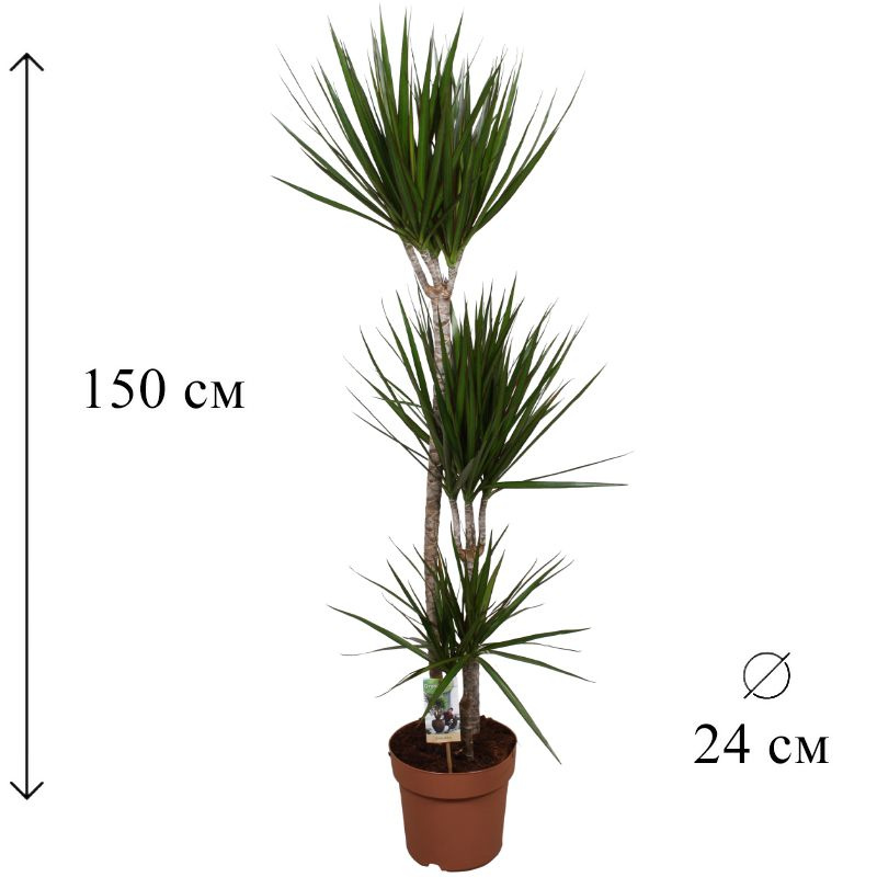 Драцена Маргината 3 ств 24/150 CF #1